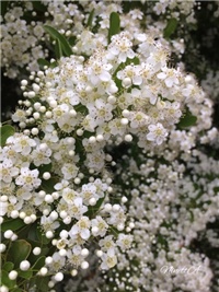 6321337a-20170511 Ri piracanta d.jpg